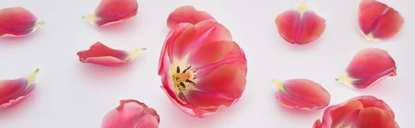 Tulipanes y pétalos rosados esparcidos sobre fondo blanco, plano panorámico - foto de stock