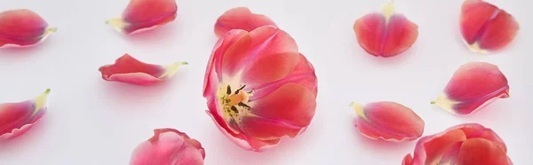 Rosa Tulpen und Blütenblätter auf weißem Hintergrund verstreut, Panoramaaufnahme — Stockfoto