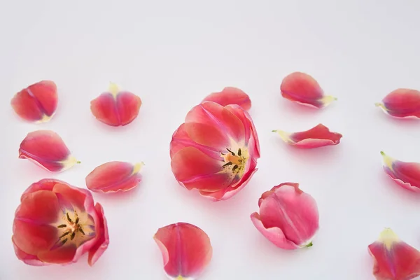 Tulipes et pétales roses éparpillés sur fond blanc — Photo de stock