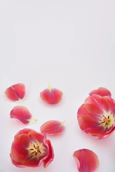 Pink tulips and petals scattered on white background — Stock Photo