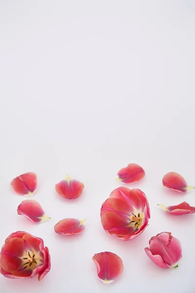 Tulipes et pétales roses éparpillés sur fond blanc — Photo de stock