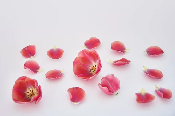 Tulipas e pétalas rosa espalhadas no fundo branco — Fotografia de Stock