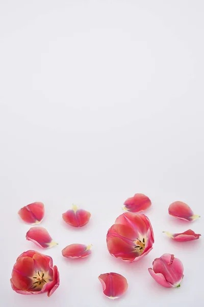 Tulpen und Blütenblätter auf weißem Hintergrund verstreut — Stockfoto