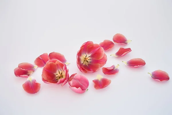 Tulipanes y pétalos esparcidos sobre fondo blanco - foto de stock