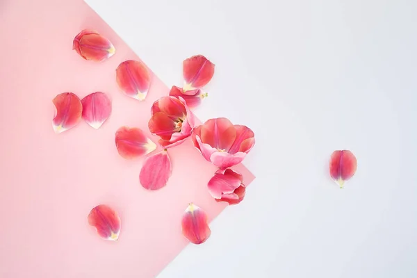 Vista superior de tulipas e pétalas espalhadas sobre fundo rosa e branco — Fotografia de Stock