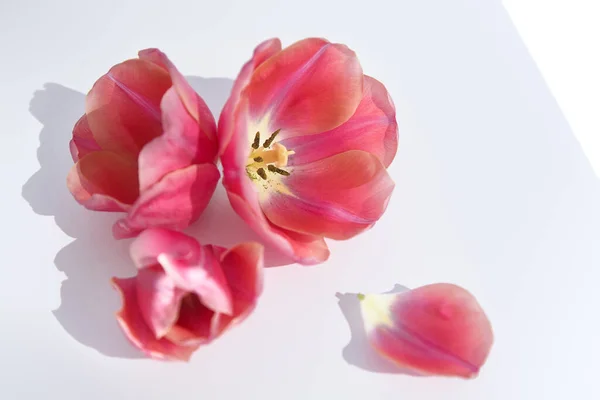 Spring pink tulips on white background — Stock Photo
