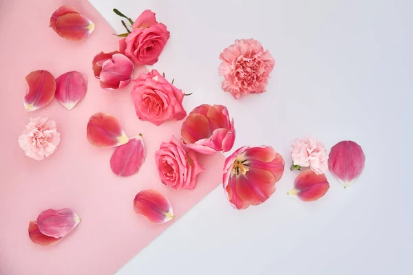 Vista superior de rosas, tulipanes y claveles esparcidos sobre fondo rosa y blanco - foto de stock