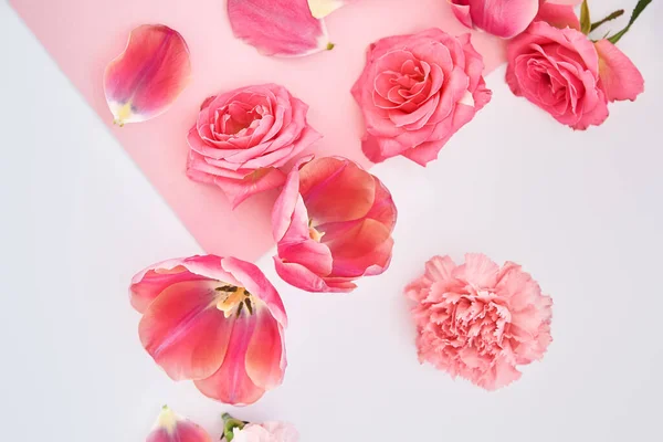 Vista superior de rosas, tulipanes y claveles esparcidos sobre fondo rosa y blanco - foto de stock