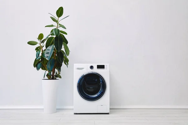 Planta perto de máquina de lavar roupa moderna no banheiro — Fotografia de Stock