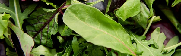 Top view of greenery and salad leaves, panoramic shot — Stock Photo