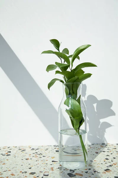 Feuilles fraîches en verre avec de l'eau près du mur blanc avec des ombres — Photo de stock