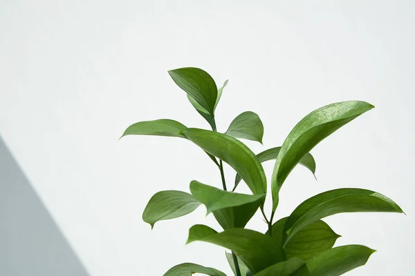 Grüne und frische Blätter in der Nähe der weißen Wand — Stockfoto