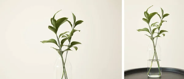 Collage of green plants with fresh leaves in glass vases — Stock Photo