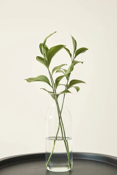 Green plants with fresh leaves in glass vase with water — Stock Photo