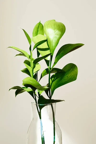 Plantas verdes con hojas en jarrón de vidrio cerca de la pared blanca - foto de stock