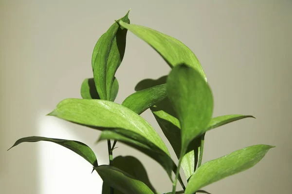 Selective focus of green plant with fresh leaves — Stock Photo