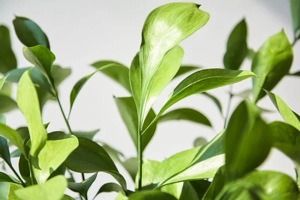 Selektiver Fokus auf grüne und frische Blätter zu Hause — Stockfoto
