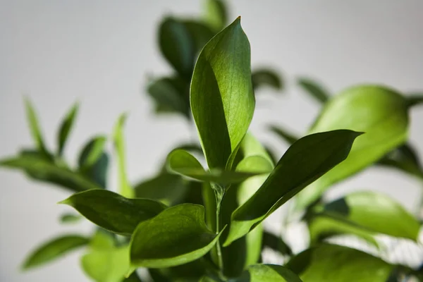 Selective focus of fresh and green leaves — Stock Photo