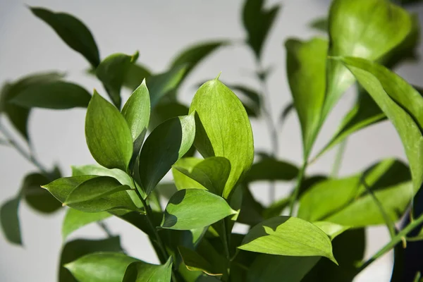 Selective focus of fresh green leaves at home — Stock Photo