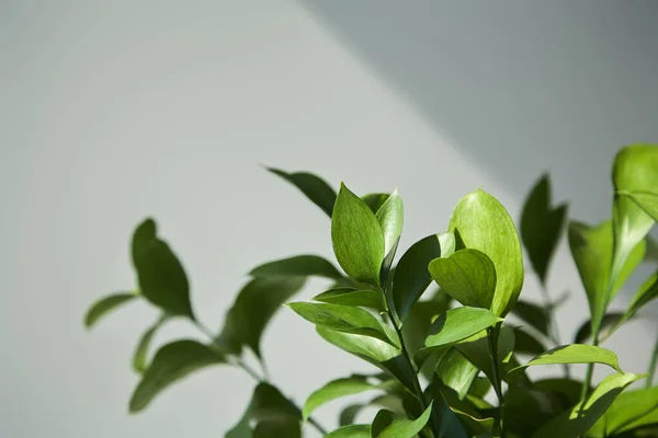 Enfoque selectivo de las hojas frescas en casa - foto de stock