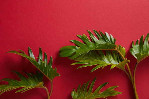 Vue de dessus des feuilles vertes tropicales sur fond rouge — Photo de stock