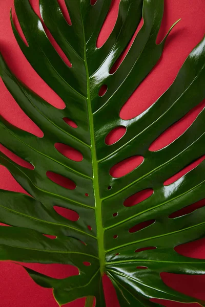 Вид зверху на тропічний зелений лист на червоному тлі — стокове фото