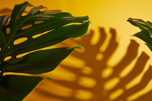 Vue de dessus des feuilles vertes tropicales sur fond jaune avec ombre — Photo de stock