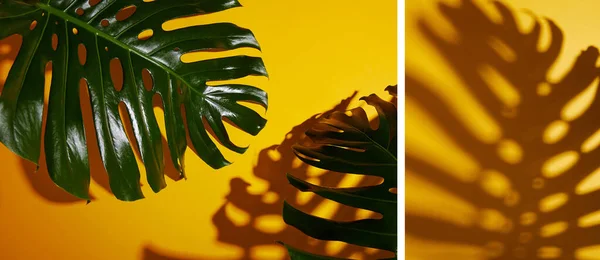 Collage de feuilles vertes tropicales sur fond jaune avec ombre — Photo de stock