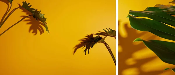 Collage aus tropischen grünen Blättern auf gelbem Hintergrund mit Schatten — Stockfoto