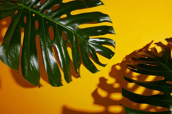 Draufsicht auf tropische grüne Blätter auf gelbem Hintergrund mit Schatten — Stockfoto