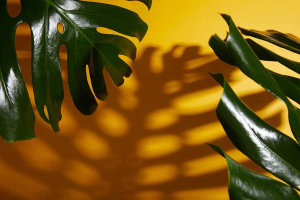 Hojas verdes tropicales sobre fondo amarillo con sombra - foto de stock