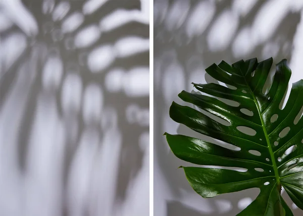 Collage aus frischen tropischen grünen Blättern auf weißem Hintergrund mit Schatten — Stockfoto
