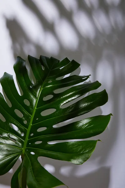Fresco foglia verde tropicale su sfondo bianco con ombra — Foto stock