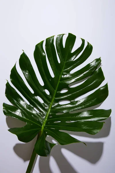 Fresh tropical green leaf on white background with shadow — Stock Photo