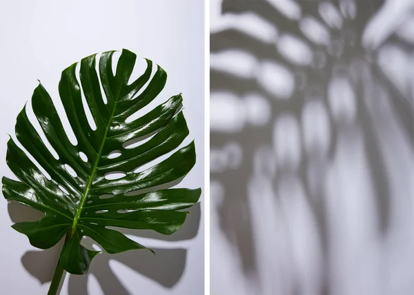 Collage of fresh tropical green leaf on white background with shadow — Stock Photo