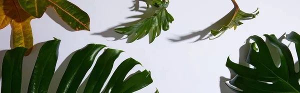 Tiro panorâmico de folhas verdes tropicais frescas no fundo branco com sombra — Fotografia de Stock