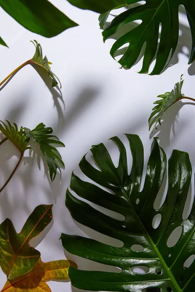 Frische tropische grüne Blätter auf weißem Hintergrund mit Schatten — Stockfoto