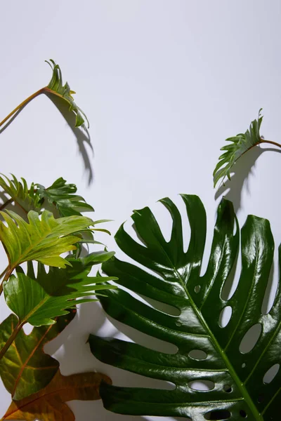 Feuilles vertes tropicales fraîches sur fond blanc avec ombre — Photo de stock