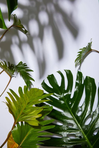 Folhas verdes tropicais frescas no fundo branco com sombra — Fotografia de Stock