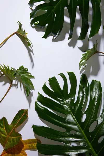 Folhas verdes tropicais frescas no fundo branco com sombra — Fotografia de Stock