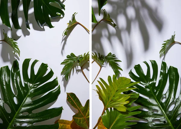 Collage de hojas verdes tropicales frescas sobre fondo blanco con sombra - foto de stock