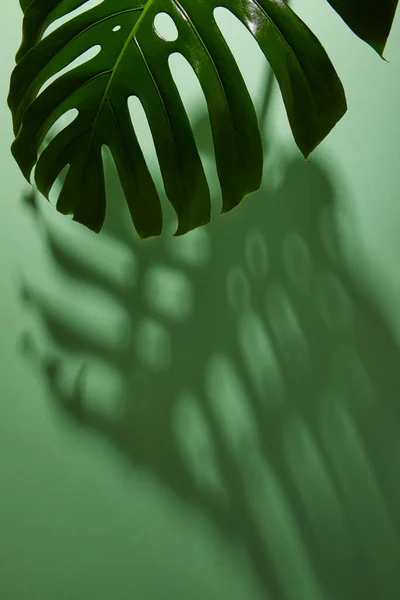 Свежий тропический лист на зеленом фоне с тенью — стоковое фото