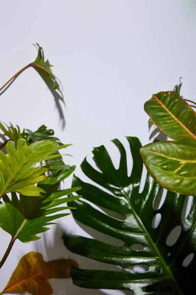 Frische tropische grüne Blätter auf weißem Hintergrund mit Schatten — Stockfoto