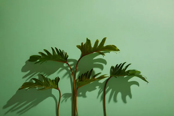 Folhas verdes tropicais frescas no fundo verde com sombra — Fotografia de Stock