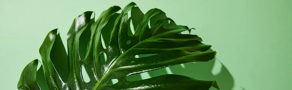 Close up view of fresh tropical leaf on green background with shadow, panoramic shot — Stock Photo