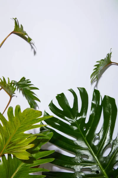 Vue de dessus des feuilles vertes tropicales sur fond rouge — Photo de stock