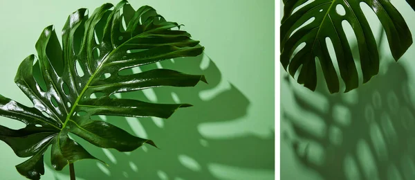 Colagem de folhas verdes tropicais frescas no fundo verde com sombra — Stock Photo