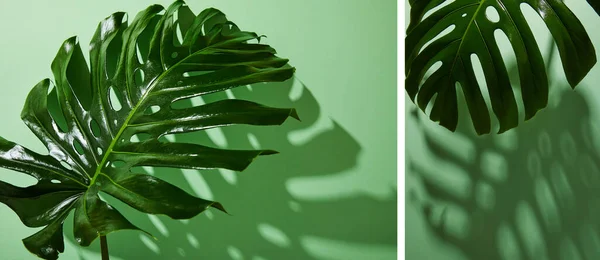 Collage aus frischen tropisch grünen Blättern auf grünem Hintergrund mit Schatten — Stockfoto