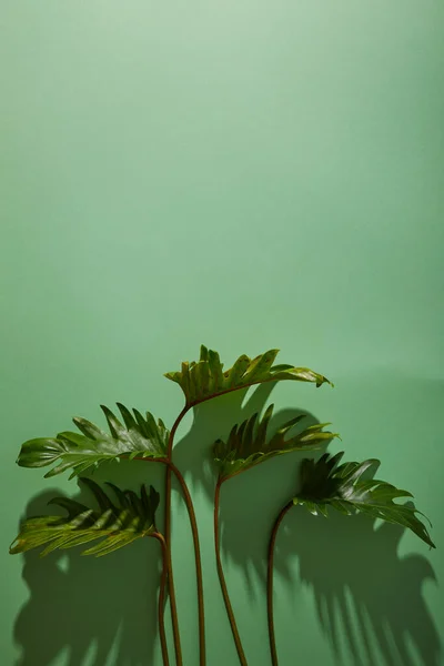 Hojas verdes tropicales frescas sobre fondo verde con sombra - foto de stock