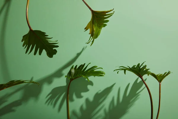 Folhas verdes tropicais frescas no fundo verde com sombra — Fotografia de Stock
